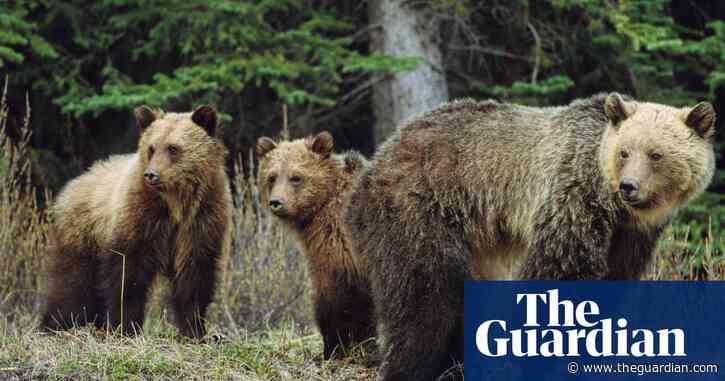 Appeal for information after body of grizzly bear found in Canadian river
