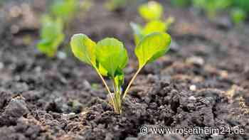 Mondkalender September 2023: Welche Gartenarbeiten für diesen Monat wichtig sind