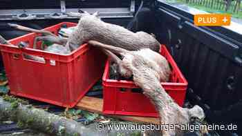 "Jede Hilfe zu spät": Wie Tiere in Augsburg unter dem Hagel leiden
