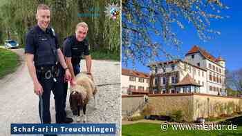 „Schaf-ari“: Polizei findet herrenloses Schaf und fängt es ein