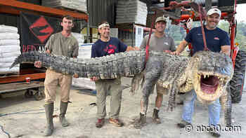 Longest alligator in Mississippi history captured by hunters