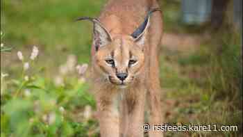 Wildcat Sanctuary rescues 4 exotic cats from Michigan breeding facility