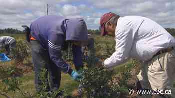 StatsCan to change how it counts non-permanent residents