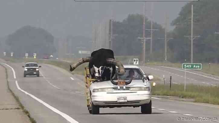 Police stop Nebraska man for bucking the law with a bull riding shotgun in his car