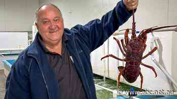 Lobster season underway in SA, but Chinese trade woes still unresolved