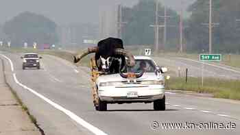 Nebraska: Polizei stoppt Auto mit Watussirind als Beifahrer