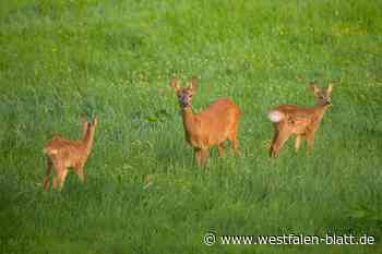Wegen Waldschäden: „Rehe müssen geschossen werden“