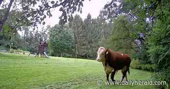 No more bull: Escaped bovine recaptured after six days on the lam in Barrington Hills