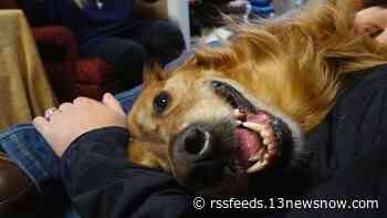 Bentley, former 13News Now meteorologist Tim Pandajis' golden retriever and star of 'Bentley and Friends,' passes away