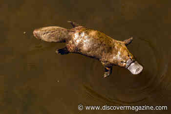 When Scientists Believed the Adorable Platypus Was a Hoax