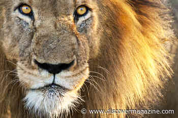 Can Animals Get Schizophrenia, or Is It Unique to Humans?