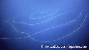 Does the Spiral Siphonophore Reign as the Longest Animal in the World?