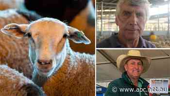 Sheep exporters upset at latest footage of animal welfare breaches but question activists' tactics