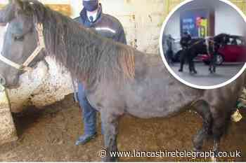 Pony finds new home after being beaten with pole  