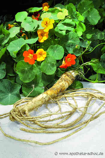 Mit Senfölen aus Kapuzinerkresse und Meerrettich bakterielle Erreger in Schach halten