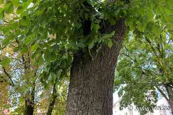 Baumschutzsatzung: 190.000 Euro Personalkosten jedes Jahr