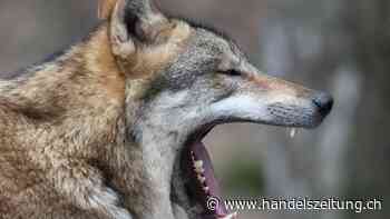 Waadt gibt zwei Wolfswelpen zum Abschuss frei