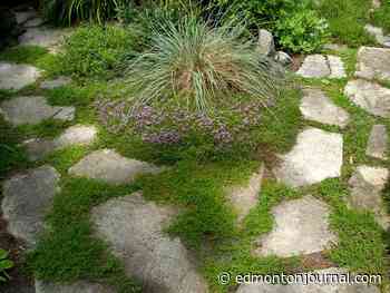 GROWING THINGS: Creeping thyme the ideal ground cover around stones