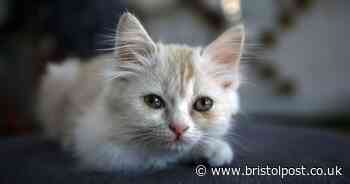 Cat causes £1,600 of damage in neighbour's house as owner fumes over bill