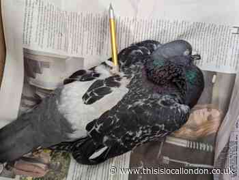 Pigeon impaled by a crossbow bolt in 'barbaric act'