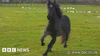 Lancashire pony beaten by owner now helps children at riding school