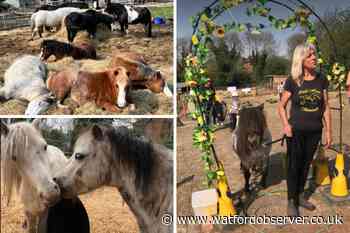 Cecil’s Horse Sanctury ponies face death without new land