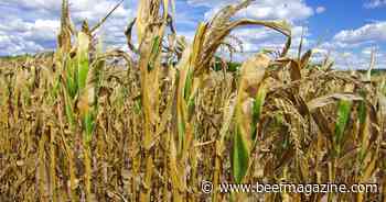 Cattle feeders be cautious when using drought-stressed corn