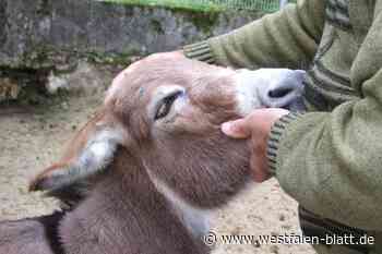 Seltene Miniatur-Esel werden in Vlotho gezüchtet
