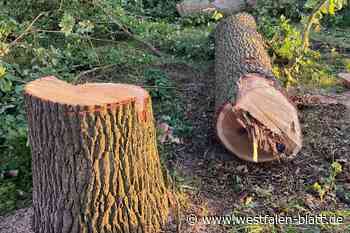 Herford: Alter B-Plan schlägt Baumschutzsatzung
