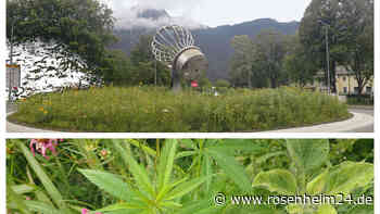 Bepflanzung am Kreisel ging viral: Bad Reichenhall wird nicht Cannabis-Modellstadt