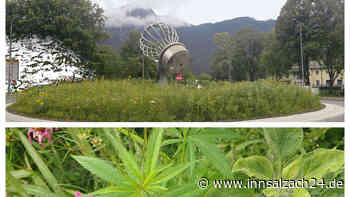 Bepflanzung am Kreisel ging viral: Bad Reichenhall wird nicht Cannabis-Modellstadt