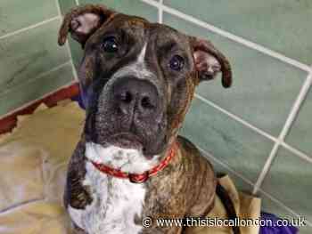 Harrow man who beat dog banned from owning pets by RSPCA
