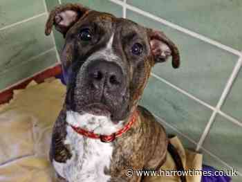 Harrow man who beat dog banned from owning pets by RSPCA