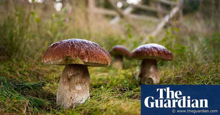 Mushroom pickers urged to avoid foraging books on Amazon that appear to be written by AI