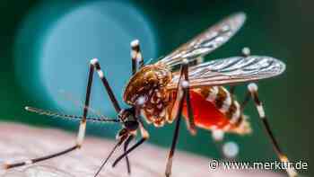 Mücken-Invasion in Paris: Straßen gesperrt, Menschen sollen Zuhause bleiben