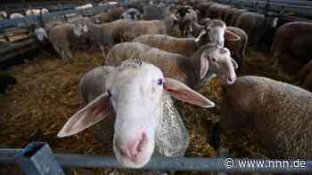 Berge toter Schafe: Amtsgericht Güstrow verurteilt Schäfer zu drei Jahren Tierhaltungsverbot