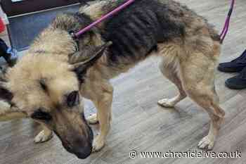 Blyth couple banned from keeping animals after RSPCA finds 'incredibly thin' German Shepherd dogs at home