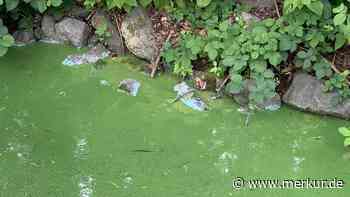 Giftige Blaualge im Seilersee – Bewohner sollten Wasser unbedingt meiden