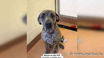 Herzzerreißende Veränderung: TikTok-Video zeigt Tierheim-Hund an Tag 1 – und an Tag 401