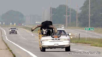 „Da sitzt ein Bulle auf dem Beifahrersitz“ – Mann fährt mit seinem Rind spazieren