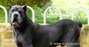 Two 'dangerously out of control' dogs seized from home in Hengrove