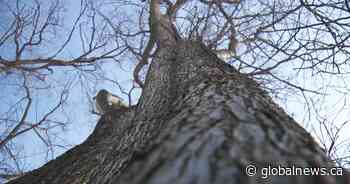 Elm tree pruning ban ends across Saskatchewan