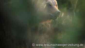 Braunbärin aus italienischem Nationalpark erschossen