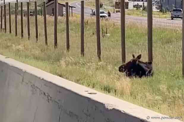 First Responders Safely Relocate Moose From I-80 Near Park City, Utah