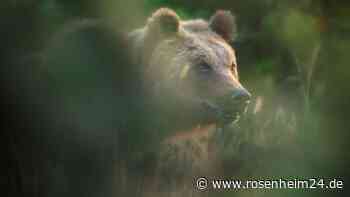 Braunbärin aus italienischem Nationalpark erschossen