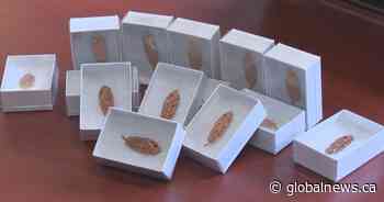 Orange feather pins project kicks off in Regina with Orange Shirt Day coming up