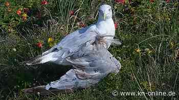 Wangerooge: Mann prügelt auf Möwe ein