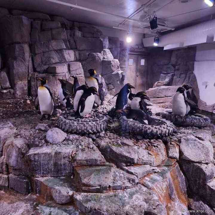 ABQ Biopark preparing penguins for nesting season