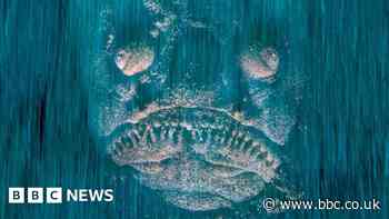 Wildlife Photographer of the Year: ghostly face or fish?