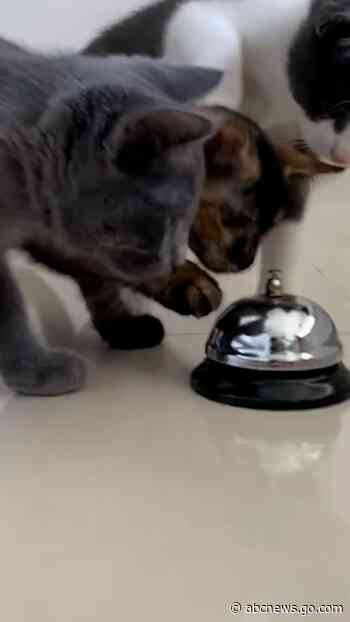 WATCH:  Adorable kittens take turns ringing service bell